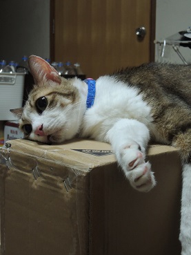 手術成功!!