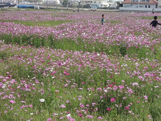 花の季節