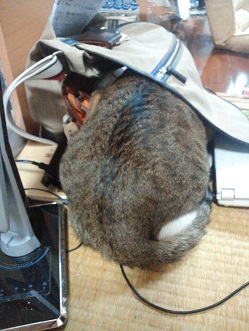 頭隠して尻隠さず