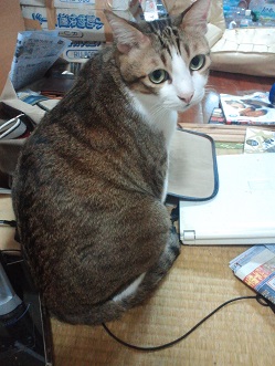 頭隠して尻隠さず