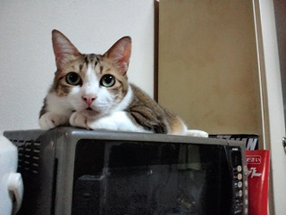 ニャンと!!