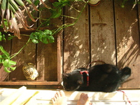 あっつー！ 2013/05/27 09:35:41