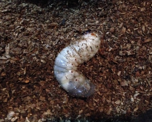 カブトムシの幼虫