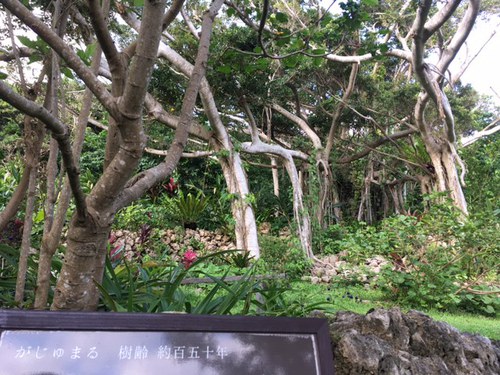 梅雨の晴れ間に山の茶屋