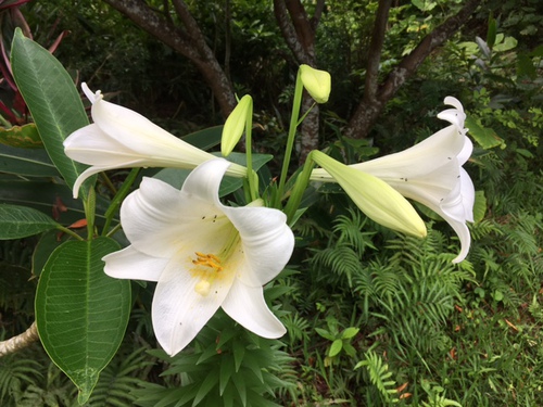 梅雨の晴れ間に山の茶屋