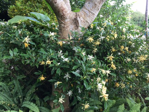 梅雨の晴れ間に山の茶屋