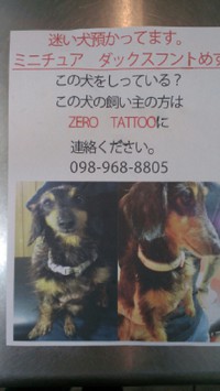 迷い犬～、、 2014/06/09 20:28:44