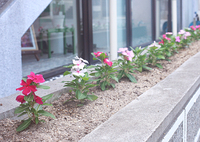 ✿お花畑✿ 2014/08/04 15:04:31
