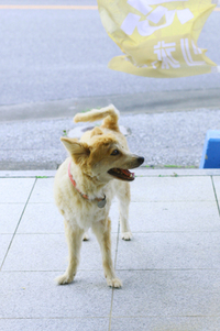 別人ならぬ・・別犬 2013/06/14 16:34:26