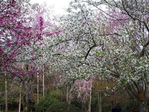 桜の花見弾丸バスツアー（その１）