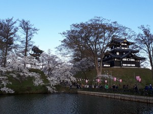 桜の花見弾丸バスツアー（その２）