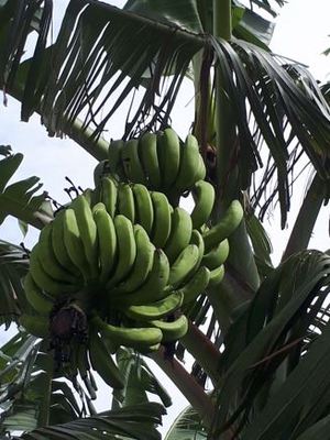 島バナナが豊作！