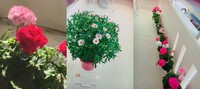 趣味(^_-)-☆ 2017/05/10 16:27:46