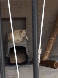 ぼくの名前「セラム」 2017/06/05 11:44:16
