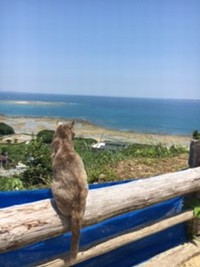 イリオモテヤマネコ？ 2017/05/10 16:43:57