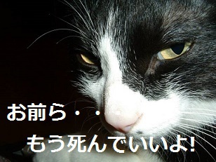 テロ共謀罪・・・ミズポ、まず共謀するなｗｗｗ