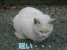 テロ共謀罪・・・ミズポ、まず共謀するなｗｗｗ