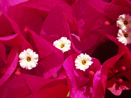 Bougainvillea La Santa Rita Argentina 琉球ぴらす ぴらす的日々