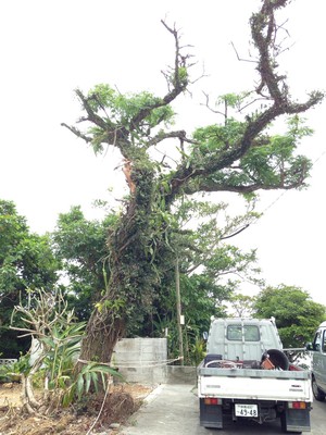 宜野湾市にて、木の伐採、伐根作業、丁寧なお仕事いたします、琉球リサイクルセンターです