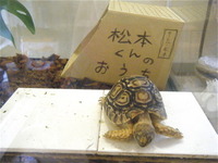 クリアーな人