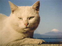 やるか