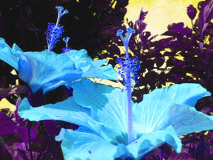 Blue