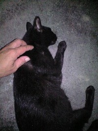 黒猫の産後 2010/11/07 03:16:00