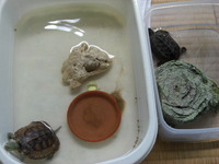島ぞうり大会