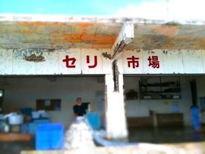 読谷漁協でセリの見学してきました！