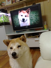 我が家のハチ公 2010/05/26 01:03:06