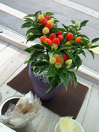食べれない。。。 2009/08/21 21:49:38