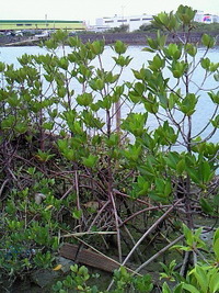 How　to　go☆洲崎　 2010/03/16 22:23:07