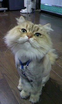 ラーくん。 2009/08/20 20:25:06