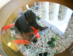 金魚　１１・１０