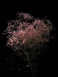 さくら 2010/02/05 15:26:24