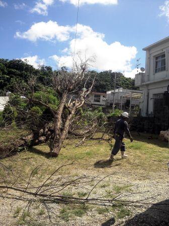 木の伐採、沖縄、北中城にて