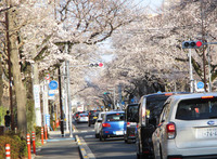 国立の「大学通り」と「さくら通り」の桜が満開！ 2018/03/26 11:23:22