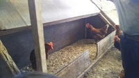 GW 養鶏場見学 2019/05/08 17:37:15