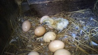 ウコッケイ孵化！ 2019/06/25 08:54:55