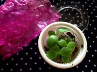 子宝草 2013/05/28 16:32:19