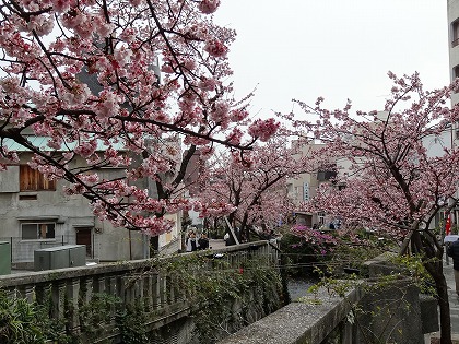 糸川の桜＆「cafe lacicu」でランチ（熱海市下多賀）