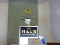 春のラン展示会いろいろ。 2016/02/27 03:11:36