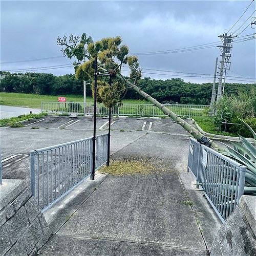 リュウゼツランの状況　6月23日　開花が進んでいます