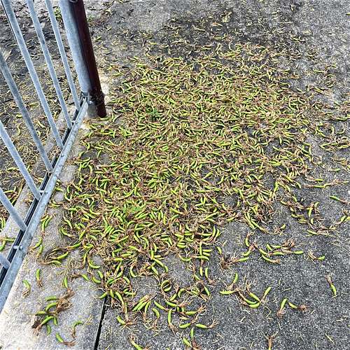 リュウゼツランの状況　6月23日　開花が進んでいます