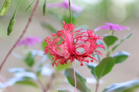 花盛りのベランダ 2020/07/09 23:04:43