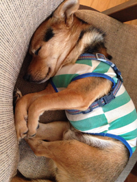 やっと。。。。寒 2015/11/26 12:51:59