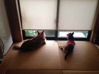 ゆきちゃん劇場 2015/09/19 23:28:58