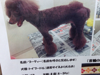 迷い犬 2015/07/14 15:21:54