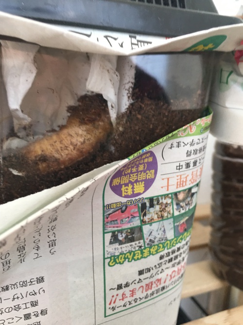 カブトムシとワタシ2017冬④。