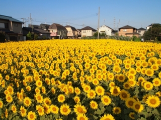 夏始めました！